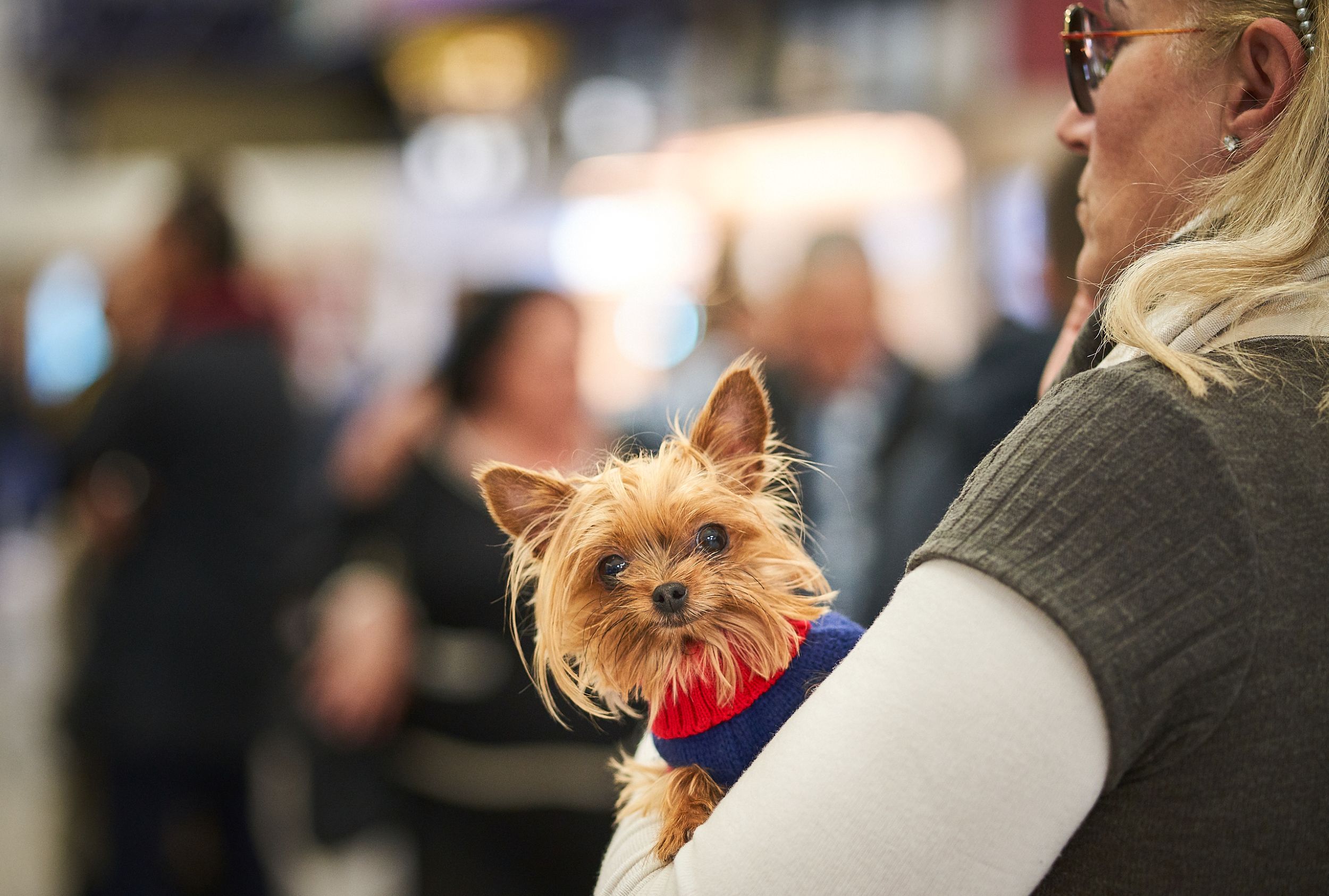 Thumbnail for Travelling with Pets 